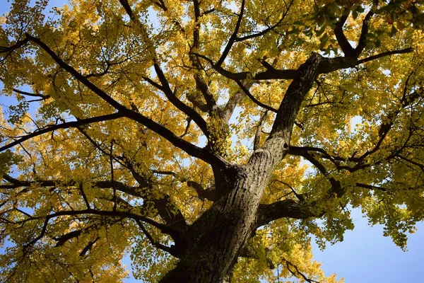 seasonal, fall, autumn trees in the park