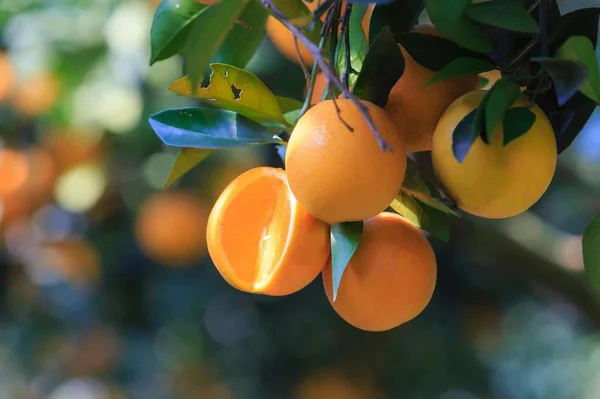 Oranje Fruit Een Boom Tuin — Stockfoto