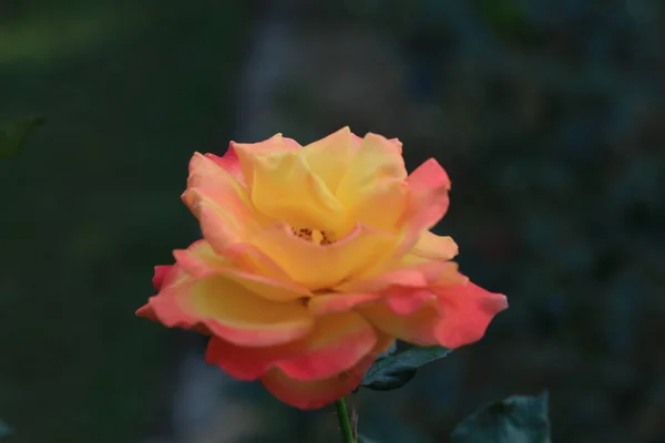 Rosa Roja Jardín — Foto de Stock