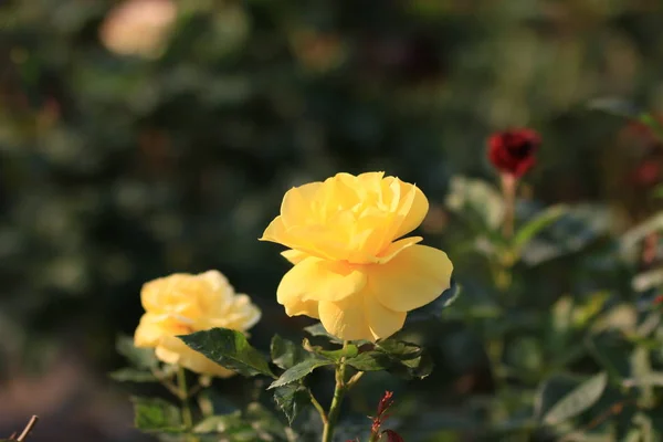 Hermoso Plano Botánico Fondo Pantalla Natural — Foto de Stock