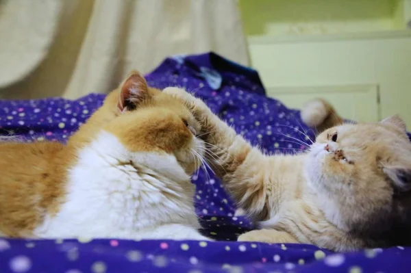 Gato Durmiendo Cama — Foto de Stock