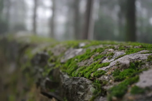 Green Leaves Flora Environment — Stock Photo, Image