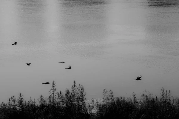 Aves Volando Nieve — Foto de Stock