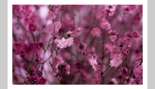 blooming spring peach flowers