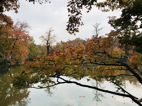 autumn landscape with trees and leaves