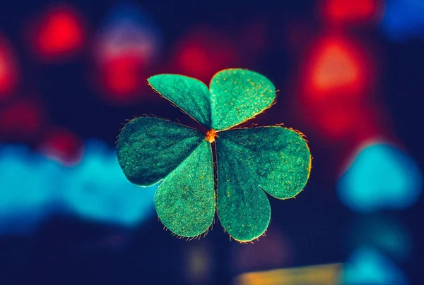 Green Clover Leaves Flora — Stock Photo, Image