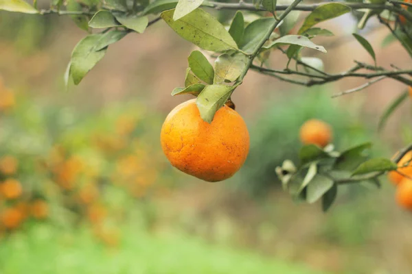 Tuinboom Met Sinaasappelvruchten Flora — Stockfoto