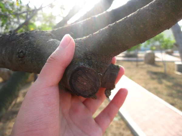 hand holding a tree in the hands