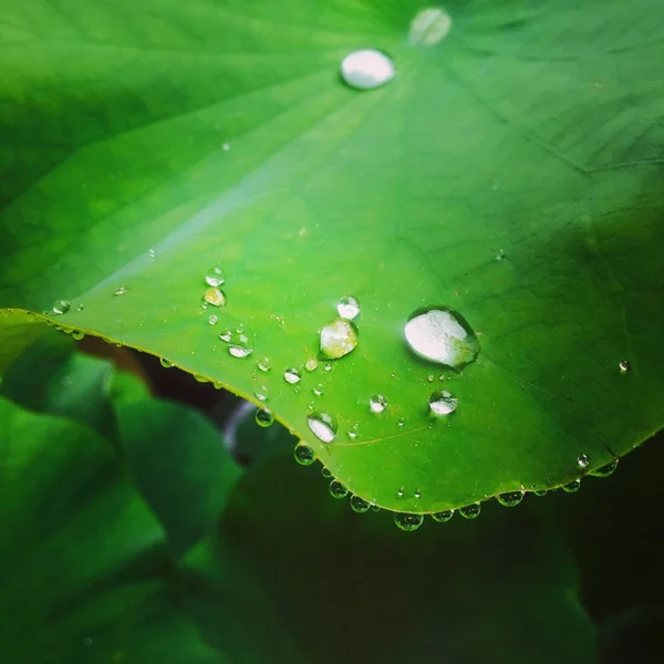 Gota Agua Hoja Rocío —  Fotos de Stock