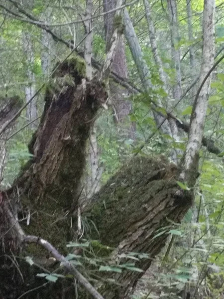 tree with moss in forest, flora and nature