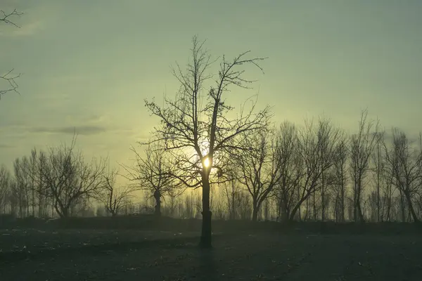 Красивий Зимовий Пейзаж Деревами Туманом — стокове фото