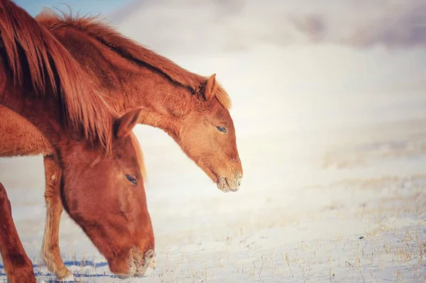 horse breed animal, nature fauna