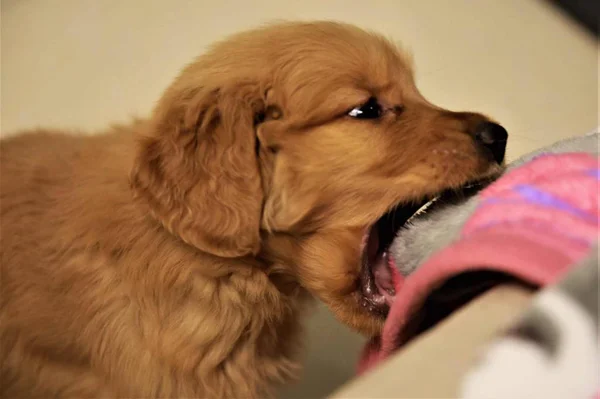 happy domestic dog at home