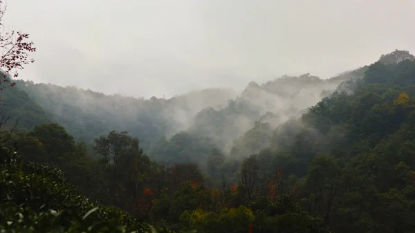 Pintoresca Vista Del Hermoso Bosque Las Montañas — Foto de Stock