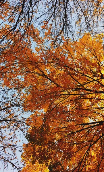 Hojas Otoño Parque Temporada Otoño — Foto de Stock