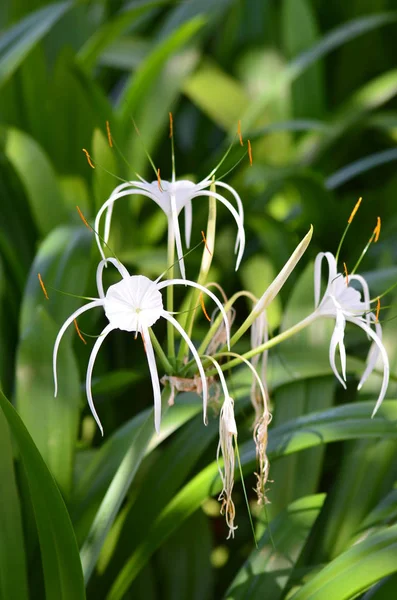 Hermoso Plano Botánico Fondo Pantalla Natural — Foto de Stock