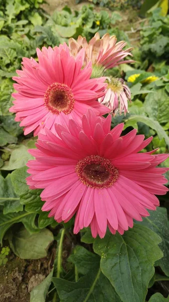 stock image Beautiful blossom flowers, closeup photo