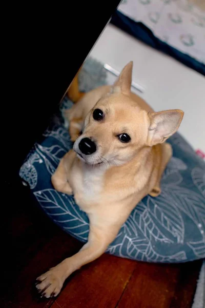 Retrato Lindo Perro Mascota — Foto de Stock