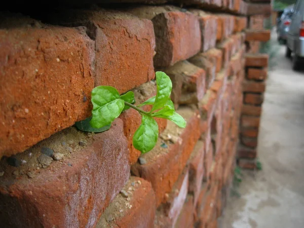 old brick wall with green leaves