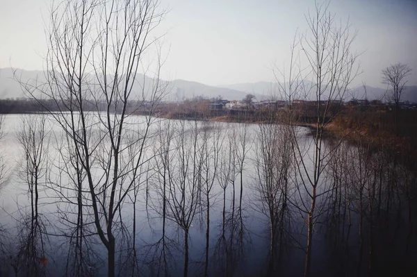 Frozen Lake Winter Forest — Stock Photo, Image