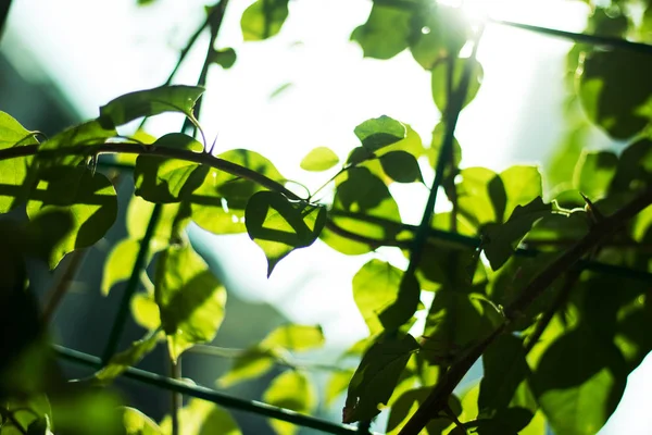 Hojas Verdes Árbol Jardín — Foto de Stock