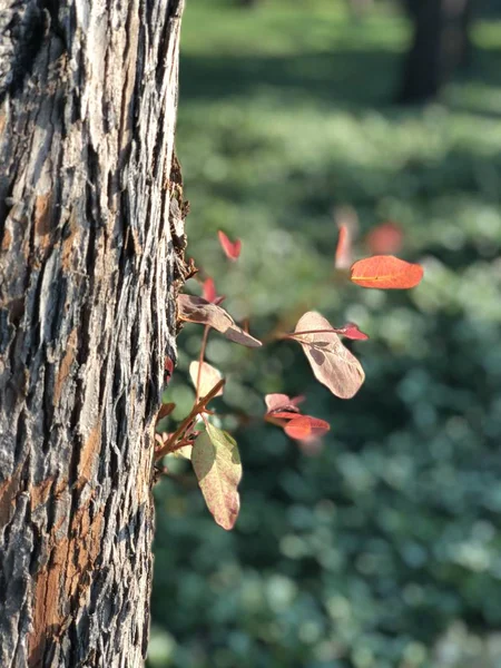 red rose on a tree branch