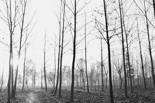 black and white forest in the morning