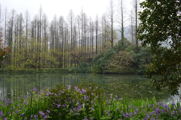 Malebný Výhled Krásné Jezero Lese — Stock fotografie