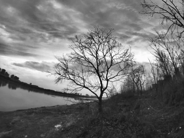 tree in black and white sky