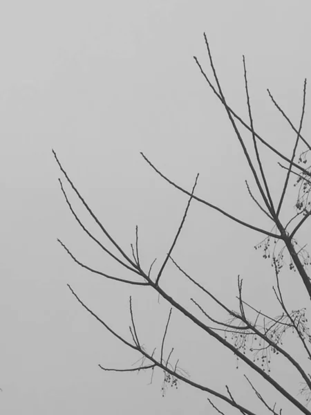 Гілки Дерева Білому Тлі — стокове фото