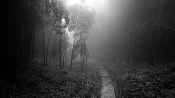 Manhã Nebulosa Floresta — Fotografia de Stock