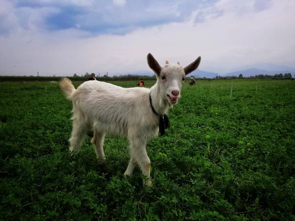 Cabra Campo — Foto de Stock