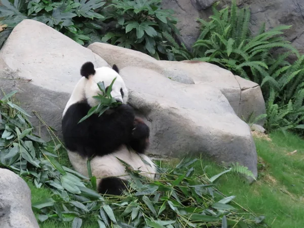 pandas wildlife, panda bear animal in zoo