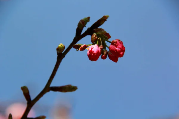 Красивые Вишневые Цветы Весной — стоковое фото