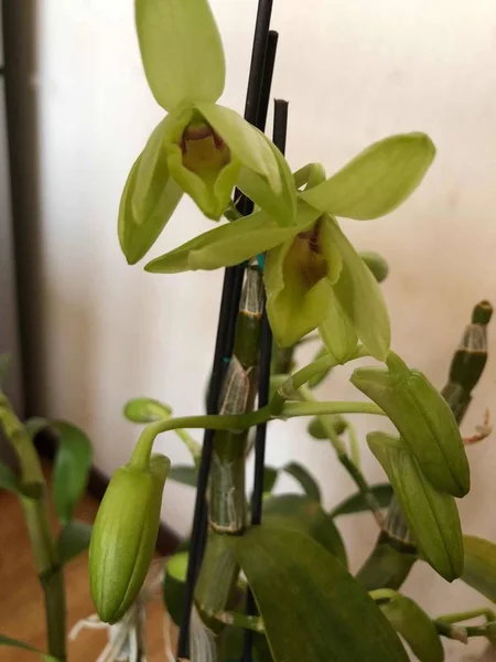Orquídea Jardín — Foto de Stock