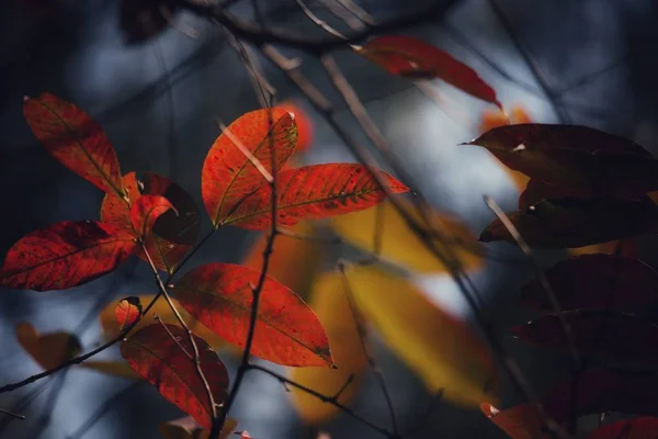 Hojas Otoño Bosque Temporada Otoño — Foto de Stock