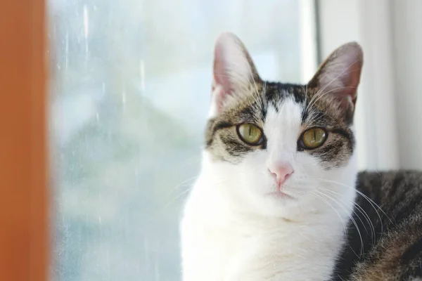 cat sitting on the windowsill