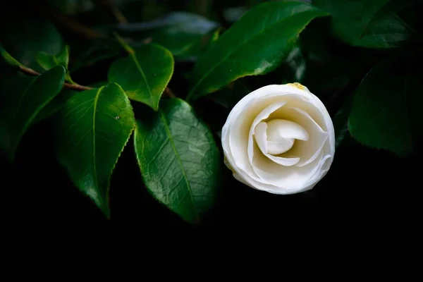 rose flower on black background