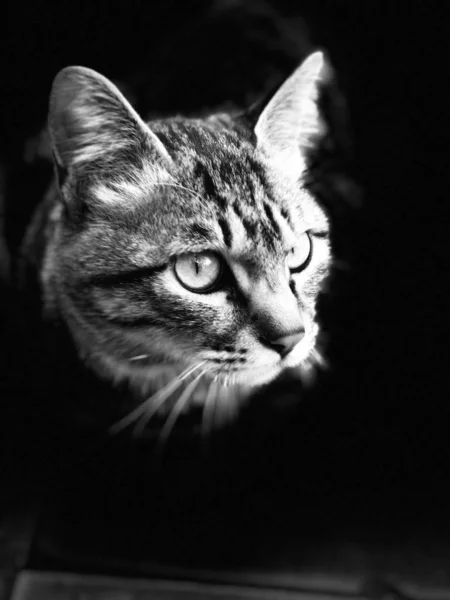 Выстрел Животного Милая Пушистая Кошка — стоковое фото