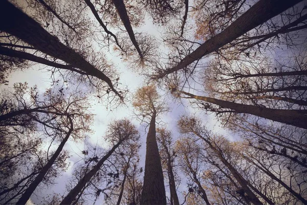 Hermosa Vista Naturaleza Del Bosque — Foto de Stock