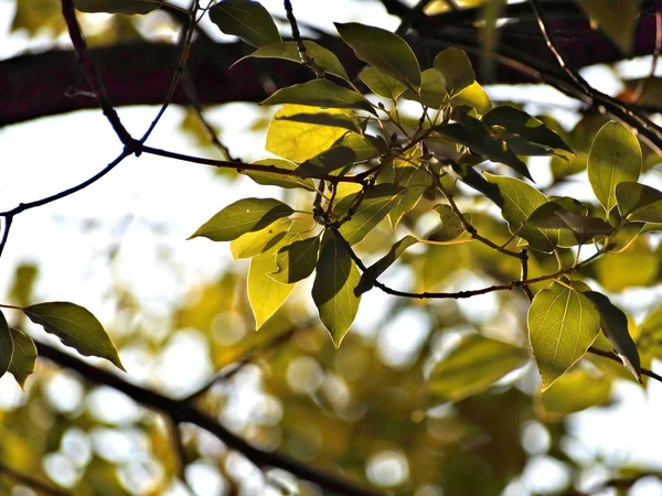 Ramas Árboles Naturaleza Flora — Foto de Stock