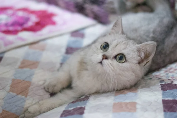 Hermoso Gato Con Cesta Siberiano Crianza — Foto de Stock