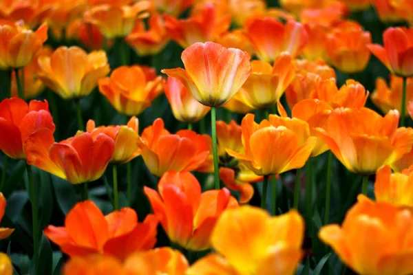 公园里美丽的郁金香花 — 图库照片