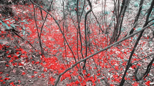 Hermoso Plano Botánico Fondo Pantalla Natural — Foto de Stock