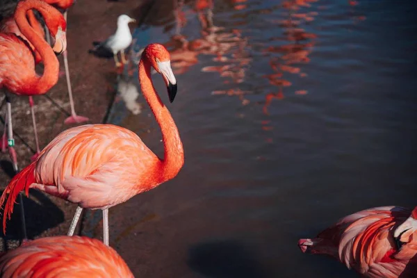 Flamingo Aves Flora Fauna — Fotografia de Stock