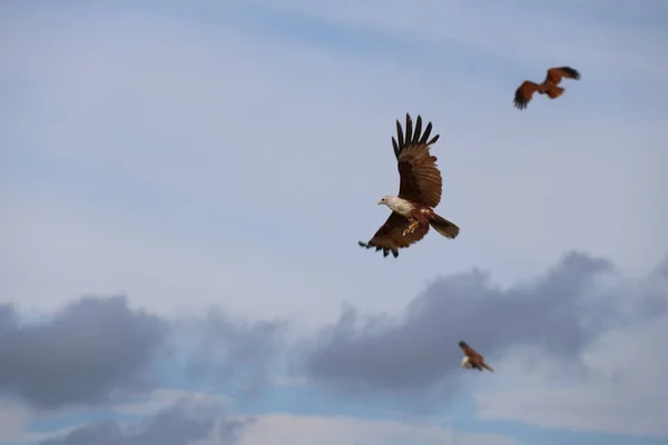 beautiful bird in flight