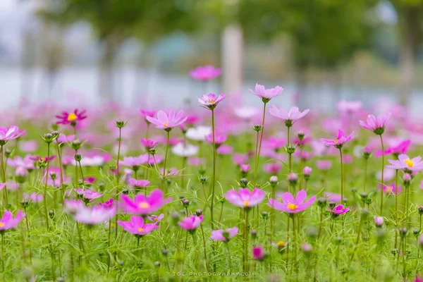 Gyönyörű Rózsaszín Virágok Kertben — Stock Fotó
