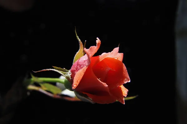 rose flower on black background