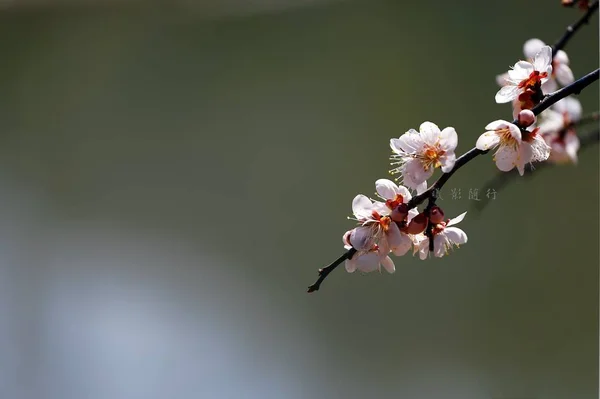 Widok Wiosna Kwiaty Brzoskwiniowe Światło Dzienne — Zdjęcie stockowe