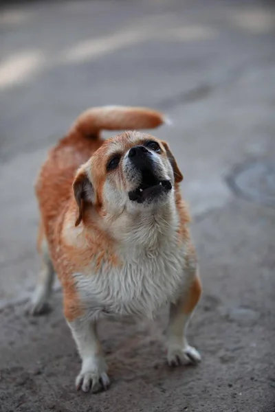 Lindo Perro Parque — Foto de Stock